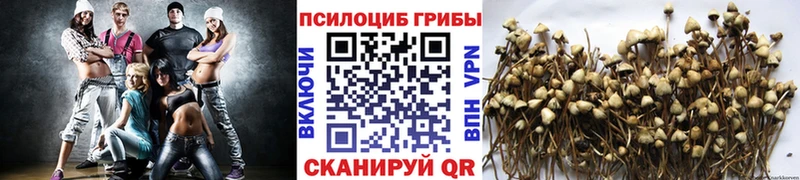 где купить   Белорецк  Псилоцибиновые грибы MAGIC MUSHROOMS 
